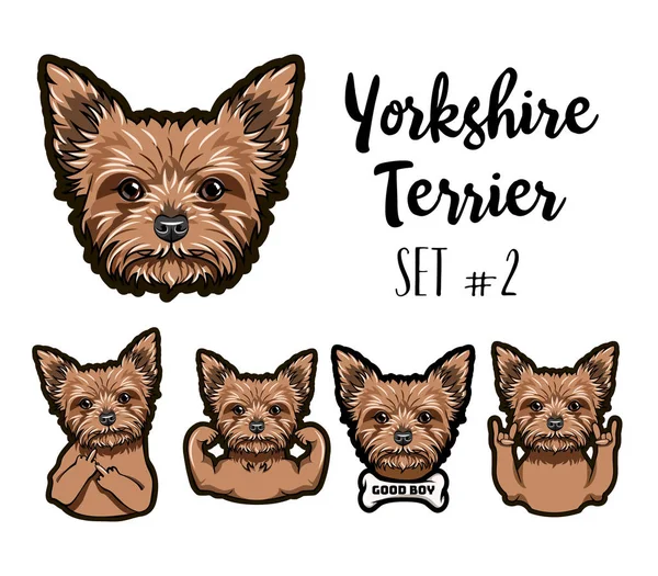 Um cão terrier de Yorkshire. Osso, gesto do dedo médio, músculos, cabeça, gesto de rocha, chifres, focinho. Yorkshire Terrier conjunto de raças. Vetor . — Vetor de Stock