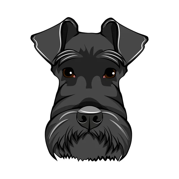 Faccia da cane Schnauzer. Ritratto Schnauzer. Testa di cane. Razza di cane Schnauzer. Vettore . — Vettoriale Stock