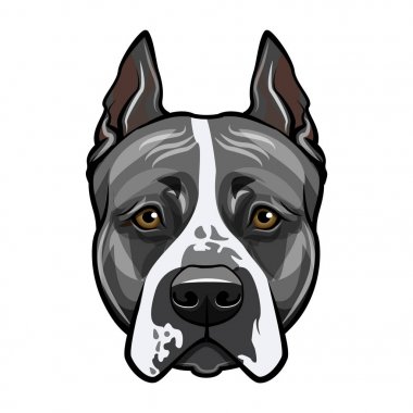 Amerikan staffordshire terrier baş yüz. Köpek portre. Vektör.