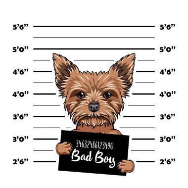 Yorkshire Terrier dog Bad boy. Dog prison. Police mugshot background. Yorkshire terrier criminal. Arrested dog. Vector. clipart