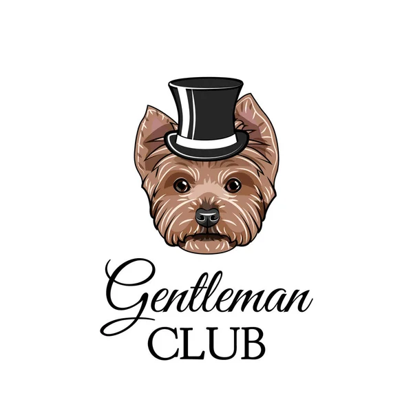 Yorkshire terrier hond meneer. Hoge hoed. Gentleman club inscriptie. Vector. — Stockvector
