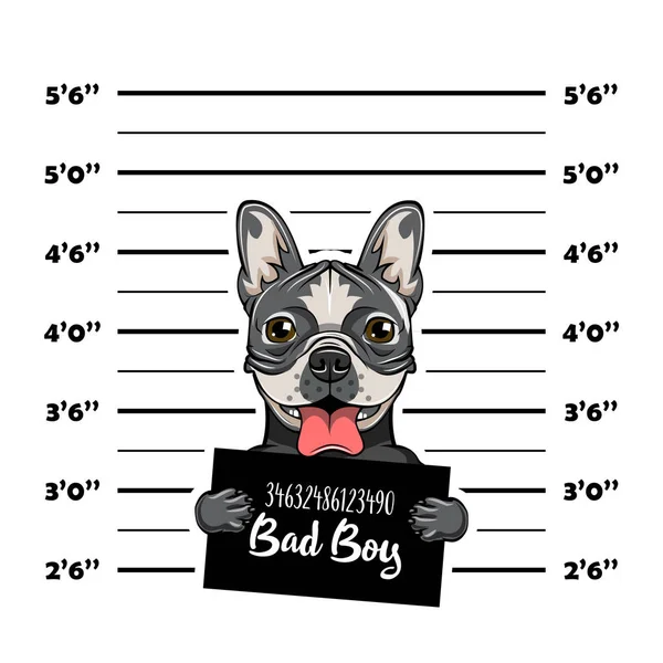 Bulldog Chico malo. Prisión para perros. La policía registró antecedentes. Bulldog criminal. Perro arrestado. Vector . — Vector de stock