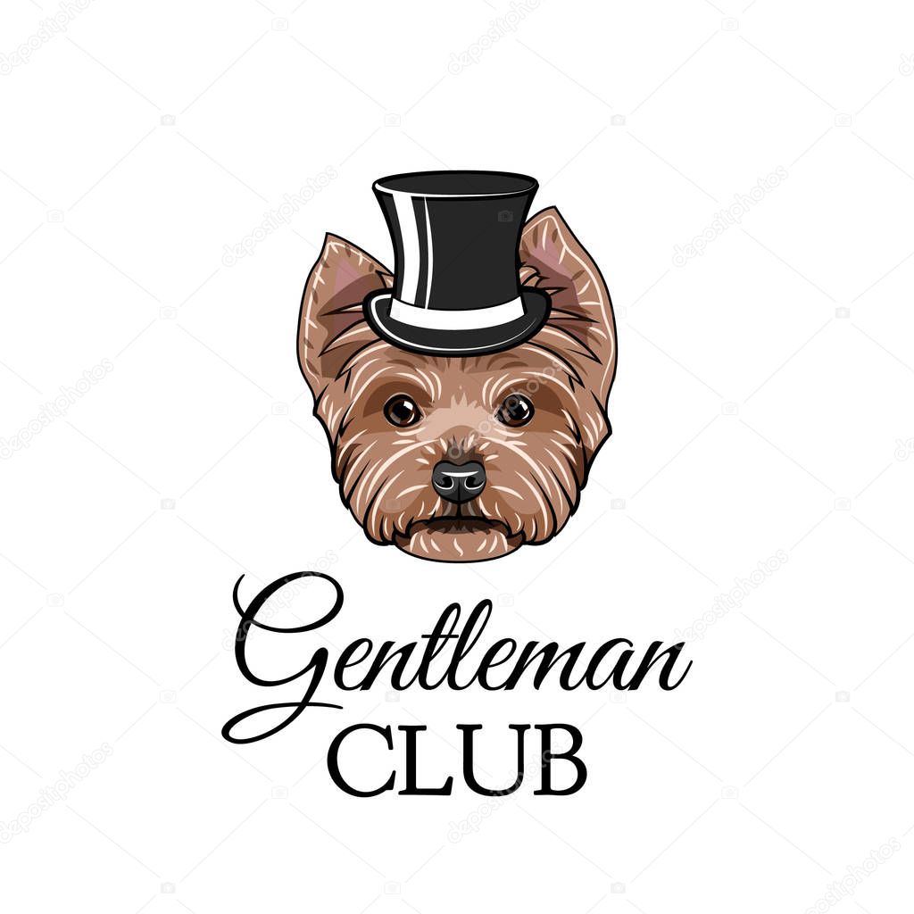 Yorkshire terrier dog gentleman. Top hat. Gentleman club inscription. Vector illustration.
