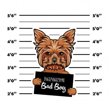 Köpek Yorkshire terrier mahkum, mahkum. Kötü doy. Köpek suçlu. Polis, polis mugshot, sanatçısını tasarlamak. Tutuklama fotoğraf. MugShot fotoğraf. Vektör.