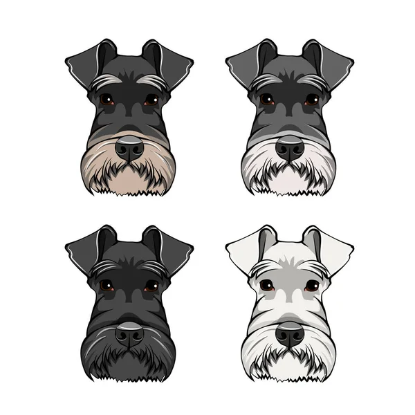 Conjunto de Retratos de Cães Schnauzer. raça cão Schnauzer. Cabeça de cão, focinho, cara. Vetor . — Vetor de Stock