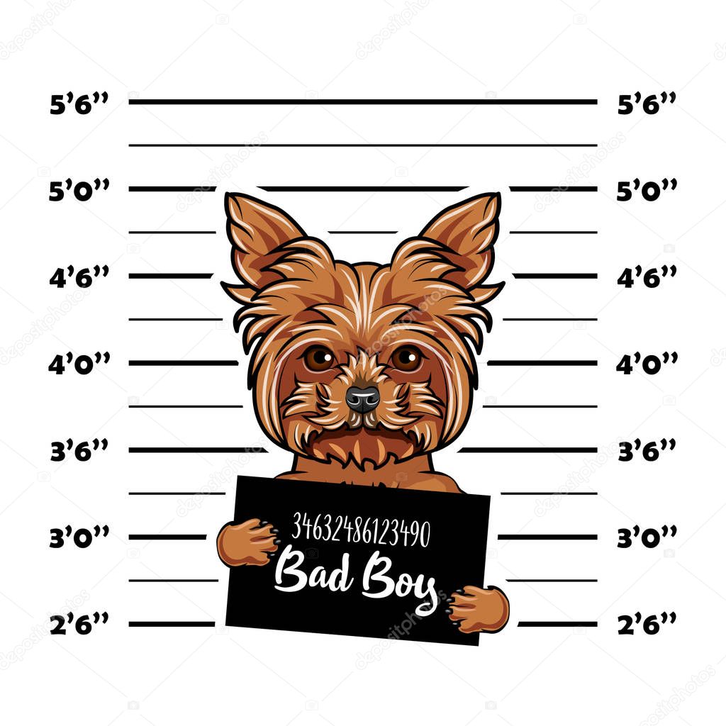 Dog Yorkshire terrier Prisoner, convict. Bad doy. Dog criminal. Police placard, Police mugshot, lineup. Arrest photo. Mugshot photo. Vector.