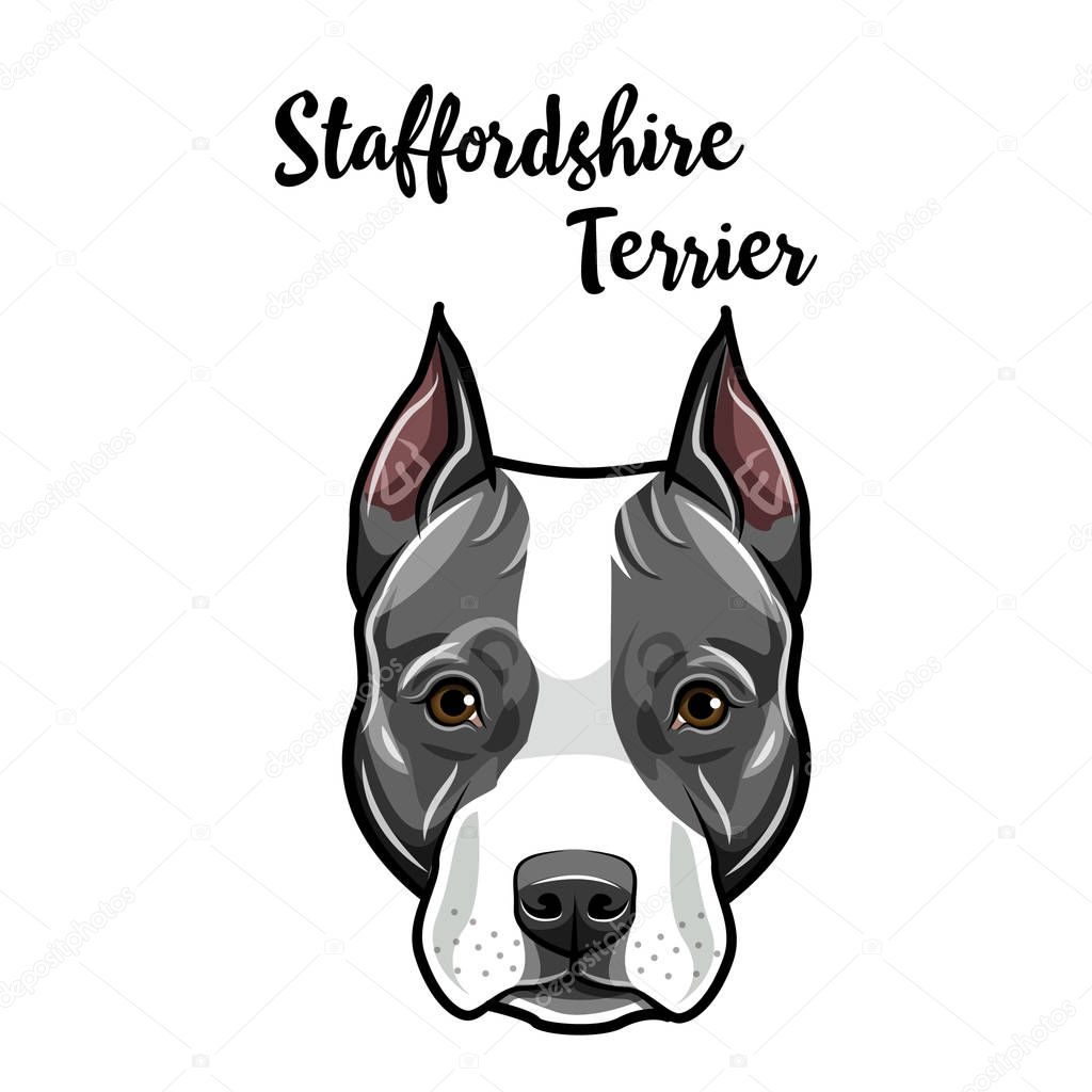 American Staffordshire Terrier face. Dog breed portrait. Staffordshire Terrier head, muzzle. Cute pet. Vector.