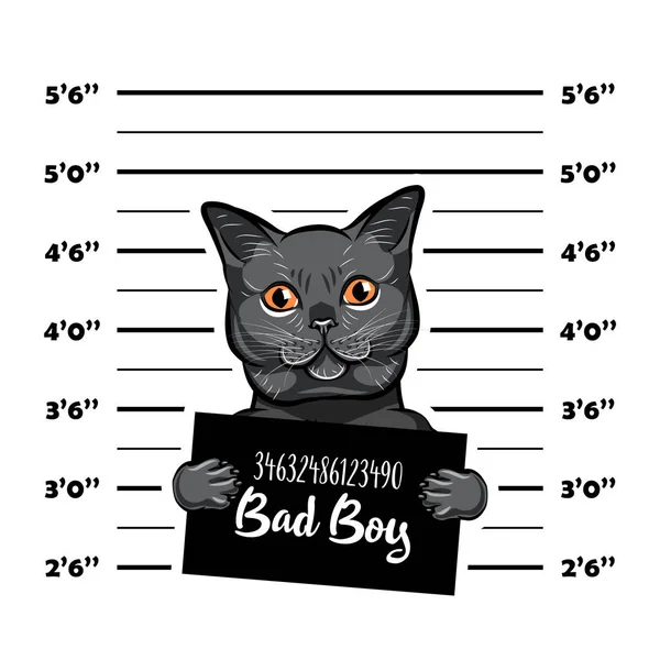 Grijze kat slechte jongen. Kat de crimineel. Foto van de arrestatie. Politie records. Kat de gevangenis. Politie mugshot achtergrond. Vector. — Stockvector