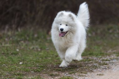 Samoyed - Samoyed güzel cins Sibirya beyaz köpeği. Dört aylık köpek yavrusu yürüyüşe çıktı..