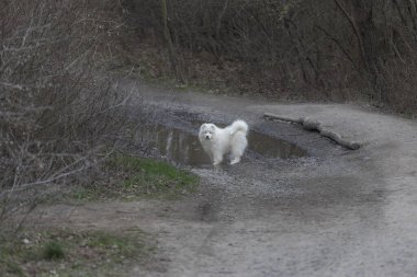 Samoyed - Samoyed güzel cins Sibirya beyaz köpeği. Dört aylık köpek yavrusu yürüyüşe çıktı..
