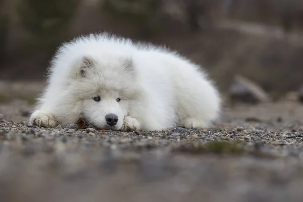 Samoyedo Samoyedo Hermosa Raza Siberiano Perro Blanco Cuatro Meses Edad — Foto de Stock