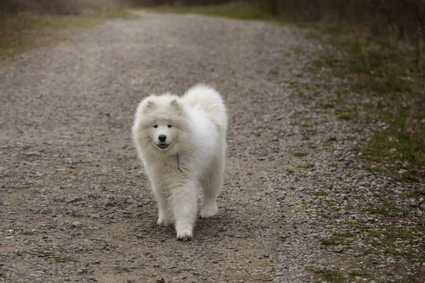 Samoyed Samoyed Bela Raça Siberian Cão Branco Cãozinho Quatro Meses — Fotografia de Stock