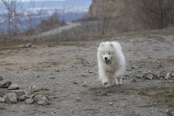사모예드 Samoyed 아름다운 시베리아흰 개월된 강아지 — 스톡 사진