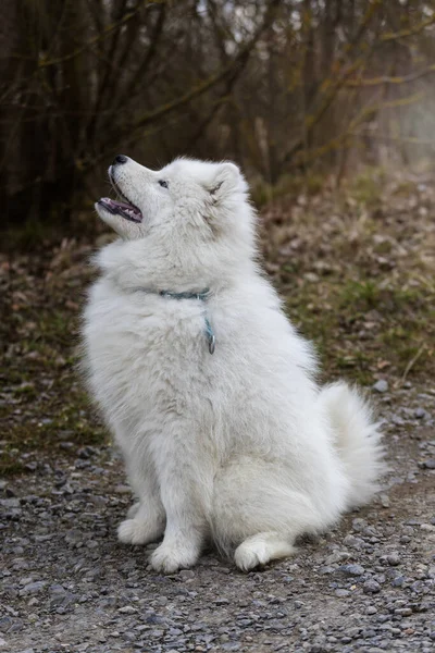 사모예드 Samoyed 아름다운 시베리아흰 개월된 강아지 — 스톡 사진