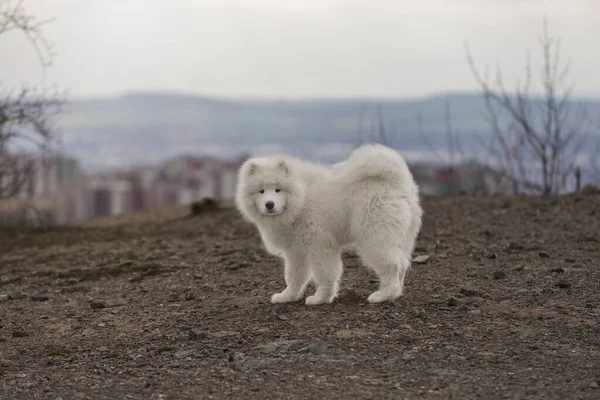 Samoyed Samoyed Schöne Rasse Sibirischen Weißen Hund Vier Monate Alter — Stockfoto