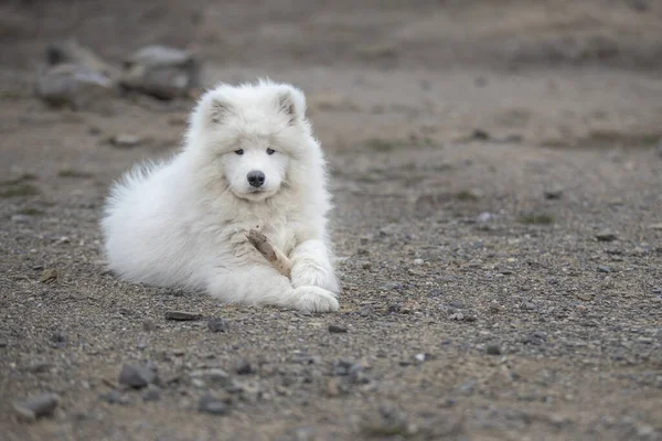 Samoyed Samoyed Schöne Rasse Sibirischen Weißen Hund Vier Monate Alter — Stockfoto