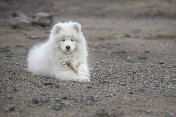 Samoyed Samoyed Bela Raça Siberian Cão Branco Cãozinho Quatro Meses — Fotografia de Stock