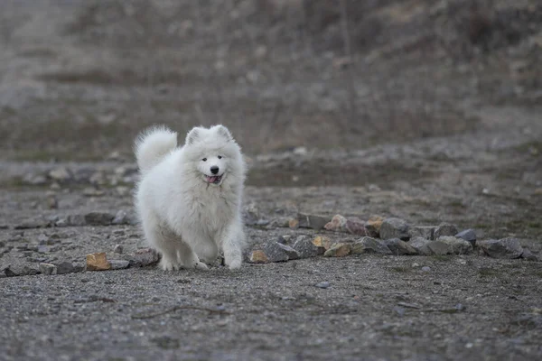 Samoyed Samoyed Bela Raça Siberian Cão Branco Cãozinho Quatro Meses — Fotografia de Stock