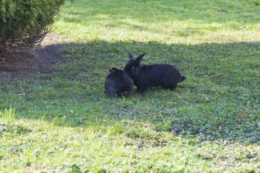 Oryctolagus - Bahçedeki yabani tavşanlar.