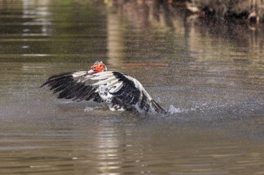 Gölette kanat sallayan bir ördek. Etrafına su damlatıyor..