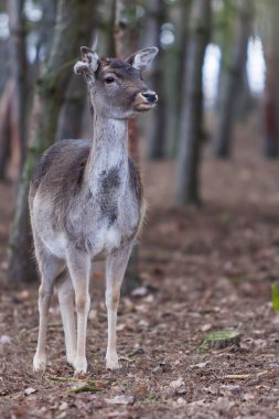 Dama dama - Avrupa Fallow Geyiği 'nin güzel boynuzları var 