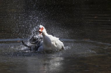 Göletteki ördek yıkandı. Etrafına su fışkırtıyor, gagası açık..