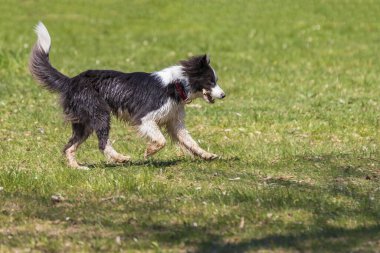 Collie sınırı güneşli havada yeşil çimlerde koşar..