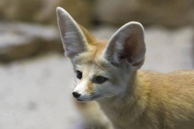 Vulpes Zerda 'nın Portresi - Fennel Berber.
