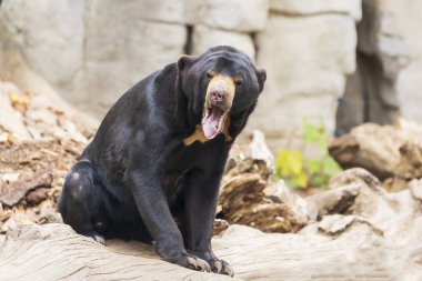 Helarctos malayanus ayısı - Malezya ayısının ağzı açık, dişleri ve dili görünür.