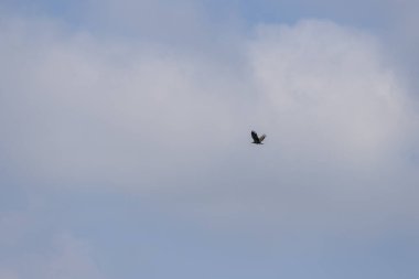 Arka planda uçan kartal beyaz bulutlu mavi bir gökyüzü.