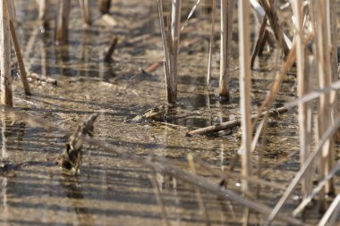 Bufo bufo - içinde rakos olan bir gölette saklanan sıradan kurbağa