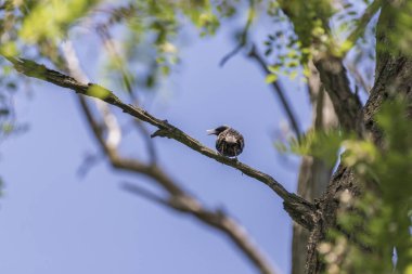 Ağaç tacında oturan bir tırpanın silüeti
