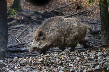 Sus Scrofa - Ormanın derinliklerindeki yaban domuzu, farklı yaşlardadır ve karanlık ormanda yiyecek arar..