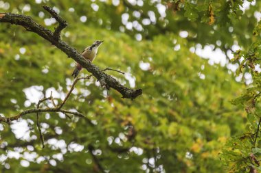 Büyük benekli ağaçkakan - Dendrocopos major ormandaki bir ağaç dalına oturur ve fotoğrafın yeşil bir arka planı vardır.