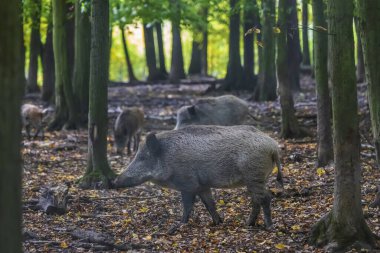Sus Scrofa - Ormanın derinliklerindeki yaban domuzları, farklı yaşlarda ve karanlık ormanda yiyecek arıyorlar.