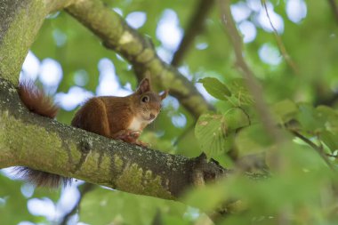 Sciurus vulgaris - sincap - yeşil dallı bir ağaçta.