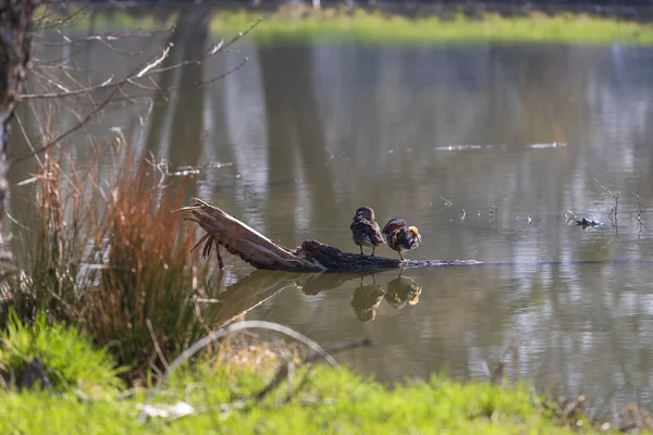 Deux Canards Assis Sur Tronc Tombé Dans Eau Étang — Photo