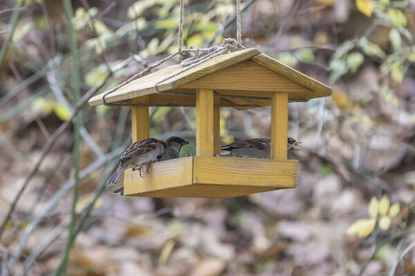 Подсолнечник на подкормке
