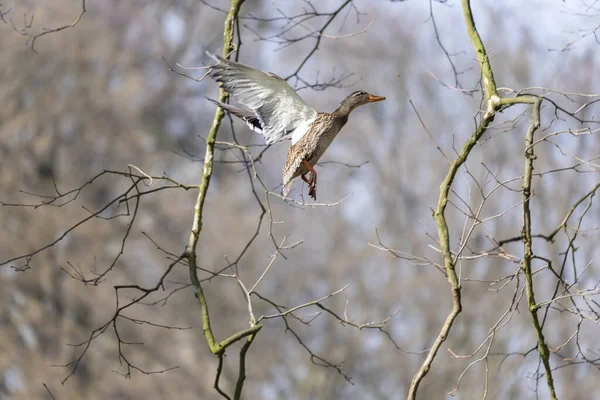 Anatra Che Vola Tra Rami Albero Maturo — Foto Stock