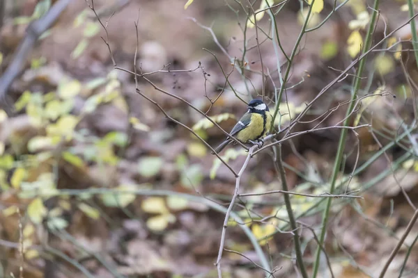 Parus Główny Ptak Łonie Natury — Zdjęcie stockowe