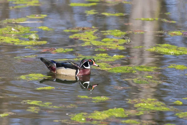 Hermoso Pato Colorido Estanque Agua Imagen Refleja Agua — Foto de Stock