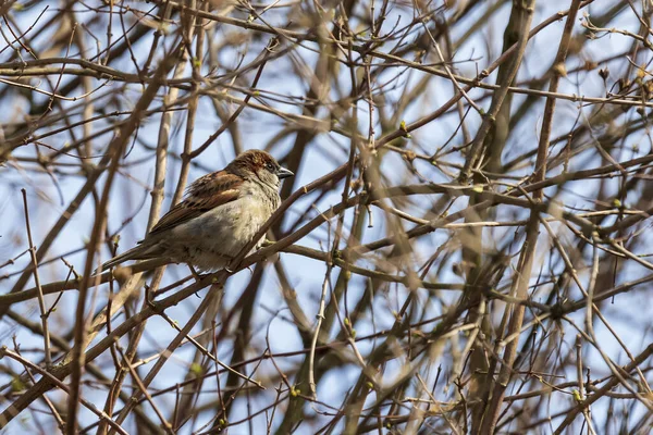 Sparrow Sits Twig Middle Bush — Stock Photo, Image