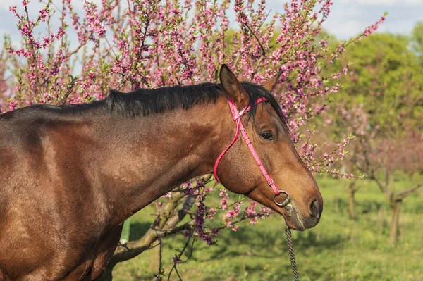 Ritratto Cavallo Che Sorge Frutteto Pesche — Foto Stock