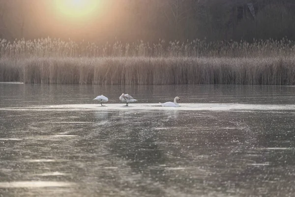 Trois Cygnes Sur Étang Gelé Coucher Soleil — Photo