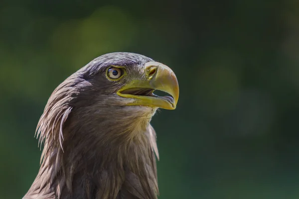 Retrato Joven Águila Calva Haliaeetus Leucocephalus — Foto de Stock