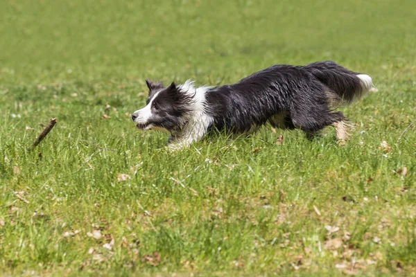 Grens Collie Loopt Een Groen Gazon Bij Zonnig Weer — Stockfoto