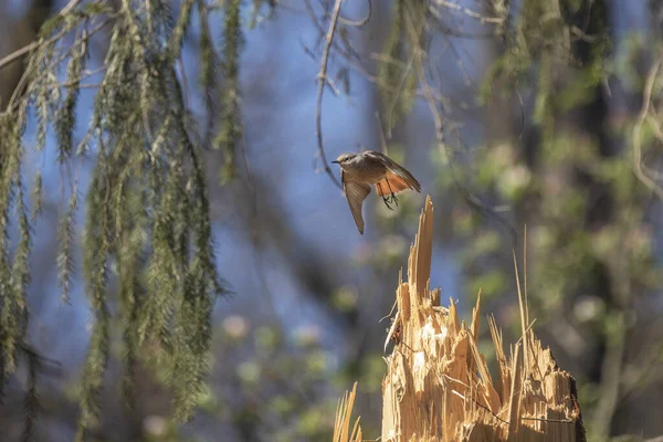 Sperling Flug Wald Bei Sonnigem Wetter Mit Blauem Himmel Hintergrund — Stockfoto