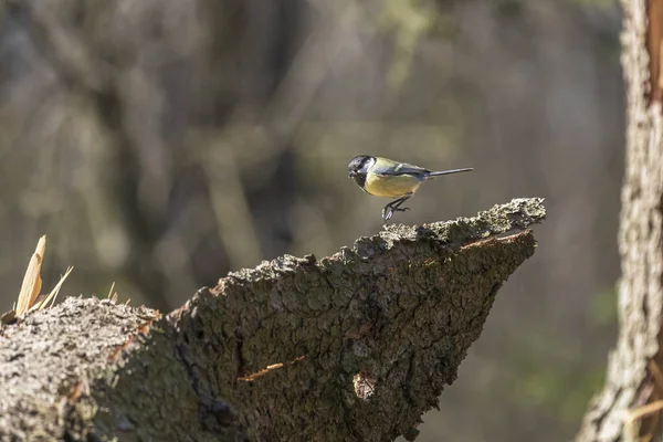 Parus Grote Vogel Natuur — Stockfoto