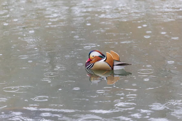Aix Galericulata Mandarinenente Schwimmt Auf Dem Wasser Und Ihre Farbe — Stockfoto
