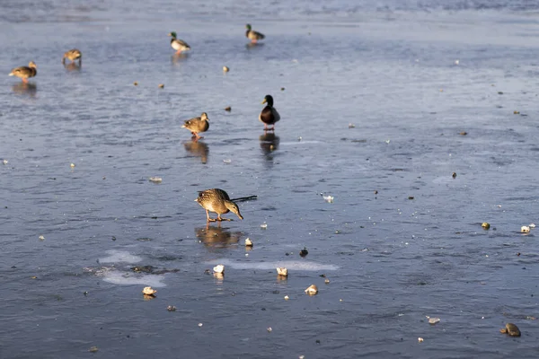 Farklı Pozisyonlarda Donmuş Bir Gölette Güzel Ördekler — Stok fotoğraf